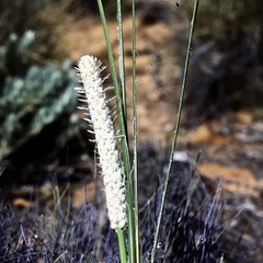 Lomandra leucocephala