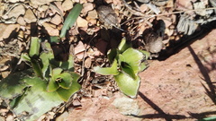 Ledebouria inquinata