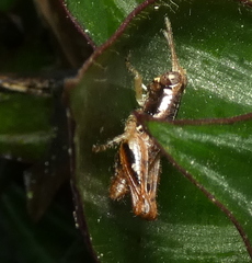 Eujivarus meridionalis