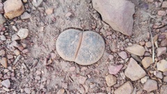 Lithops lesliei lesliei