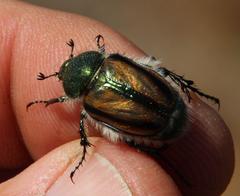 Stegopterus vittatus