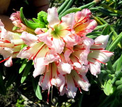 Lobostemon belliformis