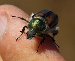 Stegopterus vittatus