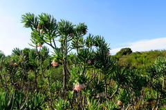 Lobostemon belliformis