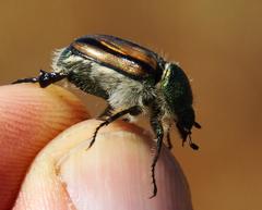 Stegopterus vittatus
