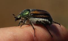 Stegopterus vittatus