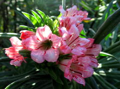 Lobostemon belliformis