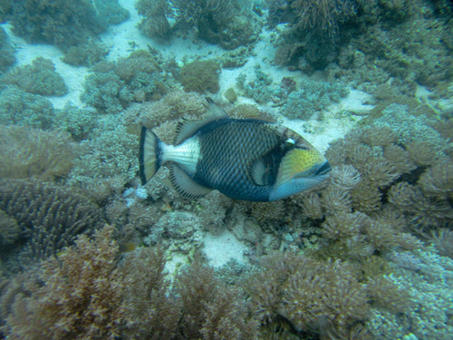 Titan Triggerfish — seen at this dive site