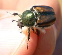 Stegopterus vittatus