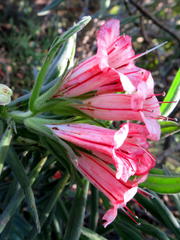 Lobostemon belliformis
