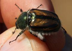 Stegopterus vittatus