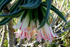 Lobostemon belliformis