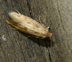 Carolana ascriptella