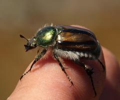 Stegopterus vittatus