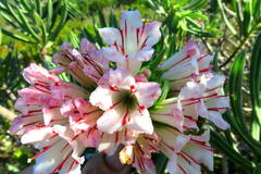 Lobostemon belliformis