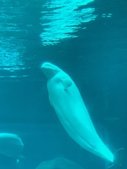 Delphinapterus