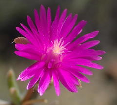 Trichodiadema rogersiae