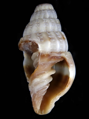 Vexillum daedalum