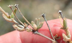 Trichodiadema rogersiae