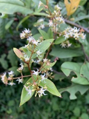 Ichnocarpus frutescens