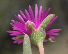 Trichodiadema rogersiae