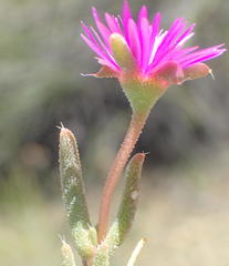 Trichodiadema rogersiae