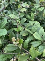 Ichnocarpus frutescens
