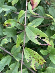Ichnocarpus frutescens