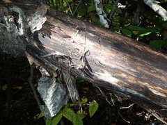 Mollisia sublividula