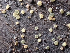 Mollisia sublividula