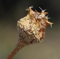 Trichodiadema rogersiae