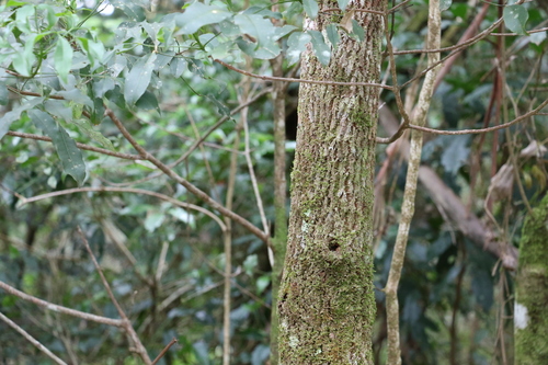 Image of Melicope hayesii by (c) Greg Tasney, some rights reserved (CC BY-SA)