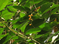 Citharexylum donnell-smithii