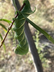 Manduca rustica