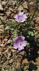Monsonia burkeana