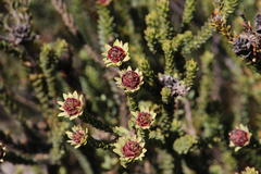 Leucadendron thymifolium