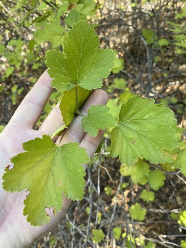 iNaturalist observation photo of mountain pink currant