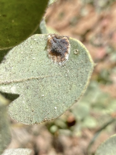 iNaturalist observation photo of Phyllonorycter manzanita