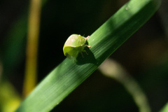 Spissistilus festinus