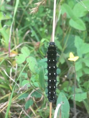 Vanessa virginiensis