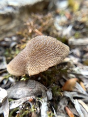 Simocybe phlebophora