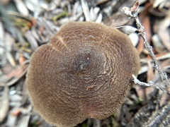 Simocybe phlebophora