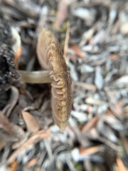 Simocybe phlebophora
