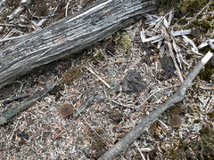 Simocybe phlebophora