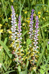 Lachenalia mutabilis