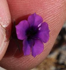 Monopsis debilis debilis