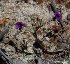 Monopsis debilis debilis