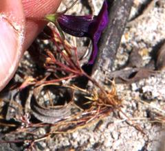 Monopsis debilis debilis