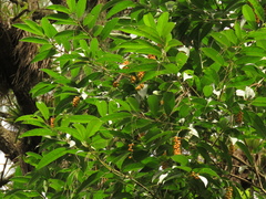 Citharexylum donnell-smithii
