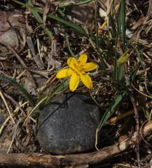 Hypoxis floccosa